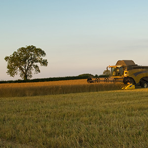 300px_-_crop-field-of-oil-seed-rape-and-combine-harvester-2024-10-22-11-27-20-utc
