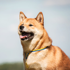 300px_-_portrait-of-a-dog-breed-shiba-inu-against-the-sky-2025-03-27-05-07-48-utc
